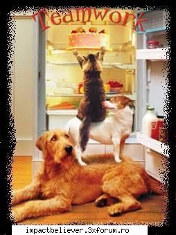 FuNNy StUff :D - anida - Funny